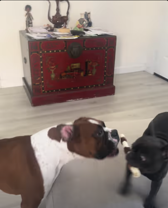 Frenchie teasing Boxer with her brand new bone !!!